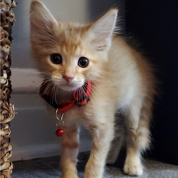 Meet your Posher, David - Picture 2 of 2